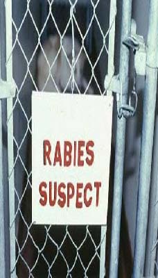 BlogVet: Rabies di muka rumah kita