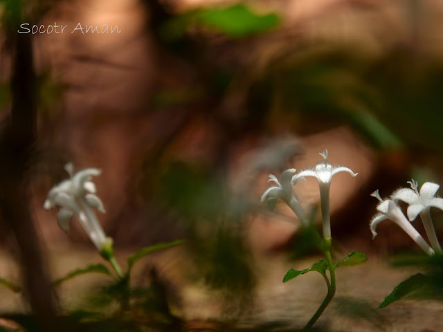 Mitchella undulata