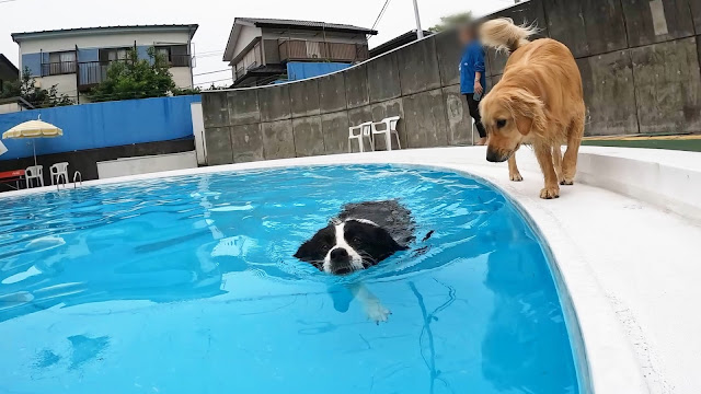 保護犬 ボーダーコリー トーマ ハイランドドッグヤード