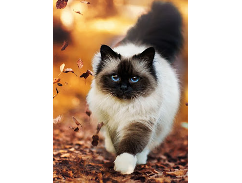  Birman  Cats  Why The Birman  Cat  Is Known To Be A Sacred 