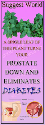 A SINGLE LEAF OF THIS PLANT TURNS YOUR PROSTATE DOWN AND ELIMINATES DIABETES!