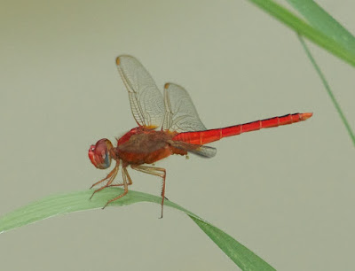 Crocothemis servilia