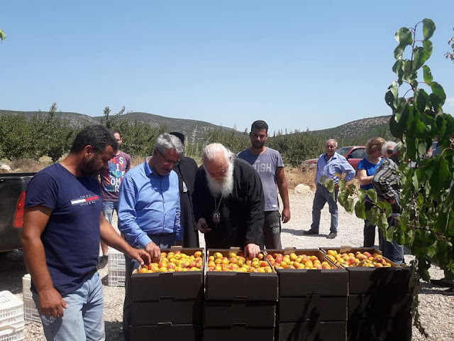 Ο Αρχιεπίσκοπος Ιερώνυμος παρευρέθηκε στη συγκομιδή βερίκοκων στην Κυνουρία 