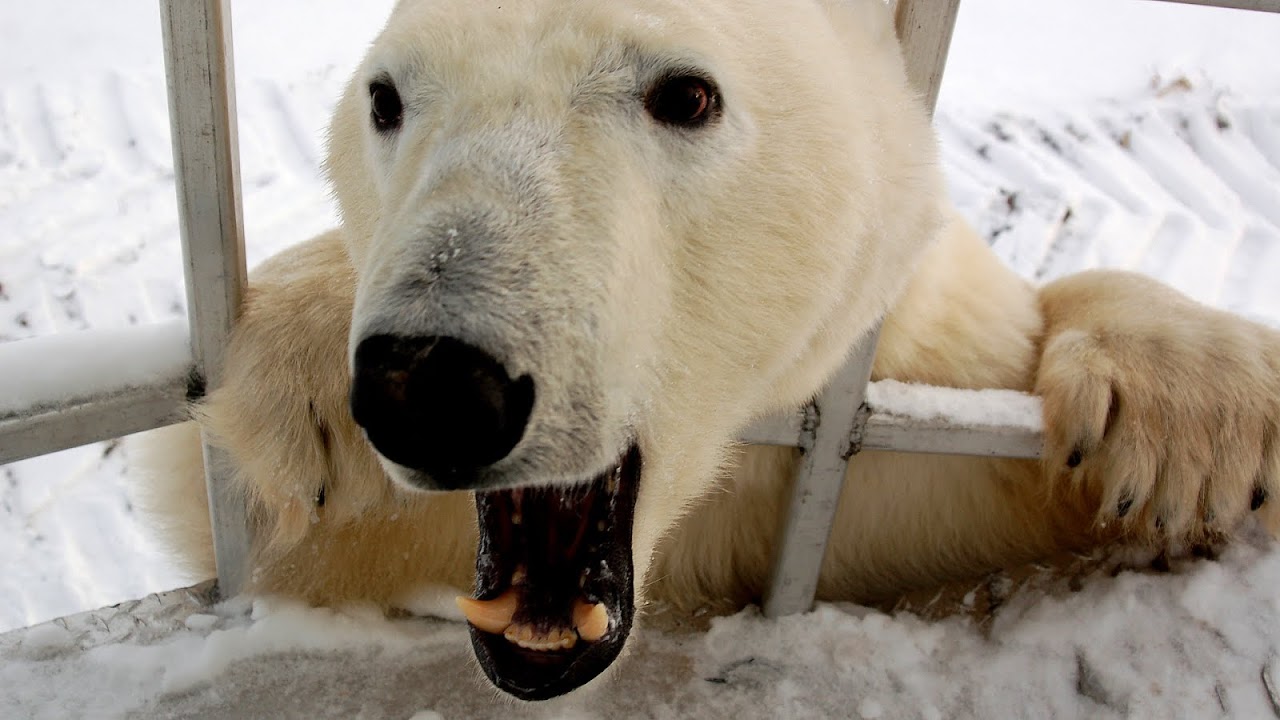 Is A Polar Bear Endangered