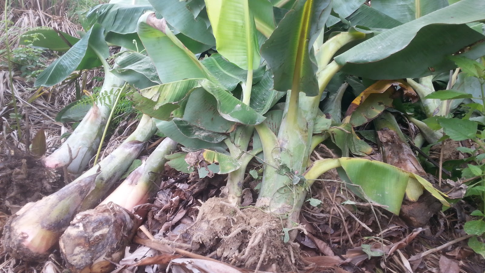 Hamparan Seni Cara Menanam Pisang 