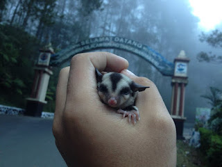 beli sugar glider medan, gudang sugar glider medan, pecinta sugar glider medan, pouch sugar glider medan, ternak sugar glider medan, sugar glider joey medan, sugar glider community medan, jual pouch sugar glider medan, jual beli sugar glider medan, sugar glider jual di medan, sugar glider medan, beli sugar glider di medan, jual sugar glider di medan, harga sugar glider di medan, jual sugar glider daerah medan, komunitas sugar glider di medan, jual sugar glider di daerah medan, sugar glider di medan, penjual sugar glider di medan, sugar glider murah di medan, toko sugar glider di medan, harga sugar glider medan, jual sugar glider medan, jual sugar glider joey medan, komunitas sugar glider medan, jual sugar glider di kota medan, sugar glider murah medan, jual sugar glider medan murah, peternakan sugar glider di medan, penjualan sugar glider di medan, penjual sugar glider medan,