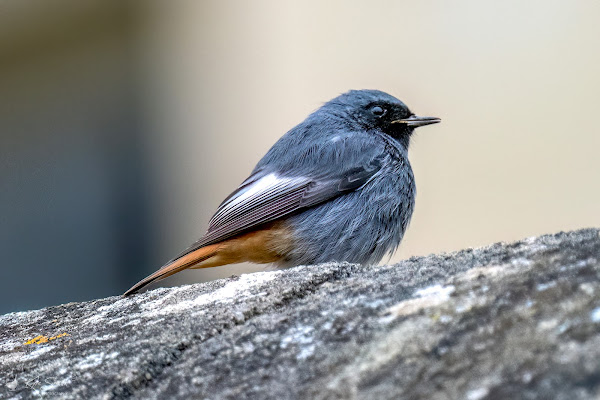 Black redstart