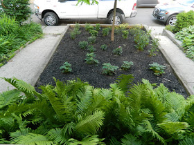 Toronto Leslieville Front Garden Weeding and Makeover After by Paul Jung Gardening Services--a Toronto Organic Gardener