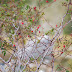 Wild Plants in the Mountains [Through My Lens Nr. 115]