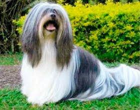 Lhasa Apso