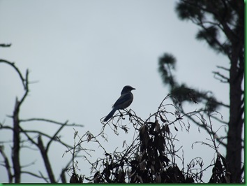 Pat's Island Trail 021