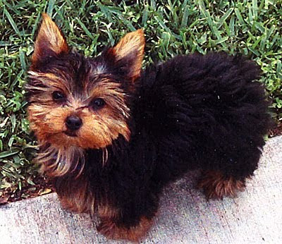 Yorkshire Terrier