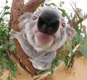 funny animals, cute koala