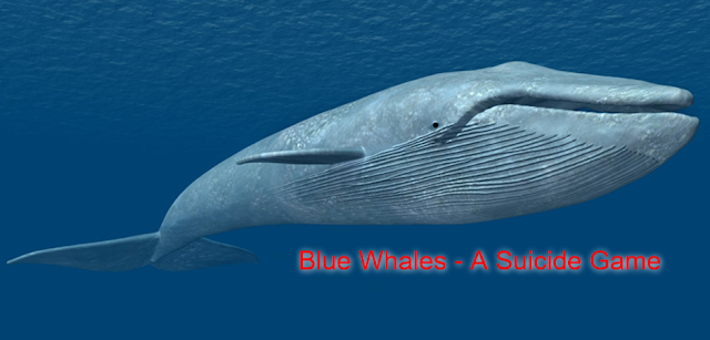blue whales suicide game