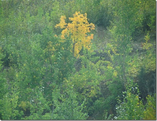 Dawson City, YT 142 (800x600)