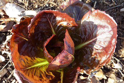 Leafy greens, new and overwintered