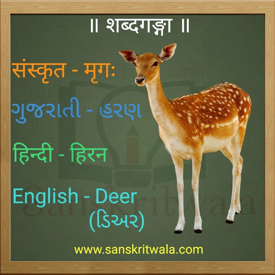 Sikkim Animals Name In Sanskrit Panda, the state animal
