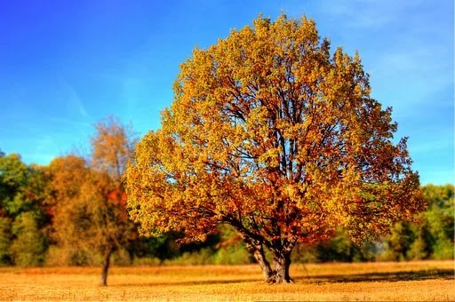 Tree post 1