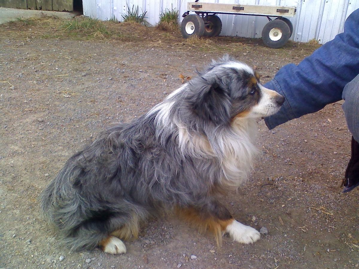 Toy Aussie asdr price reduced!!! | Puppies For Sale