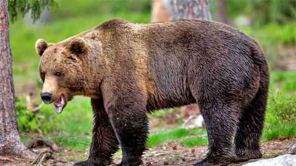 News,Kerala,State,odisha,National,Animals,attack,Killed,Local-News, Three killed by bear in Odisha's Nuapada; angry villagers kill the wild animal