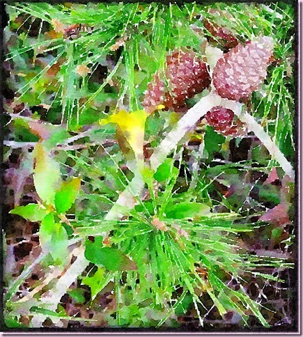 pine