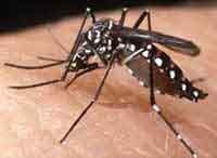 aedes aegypti