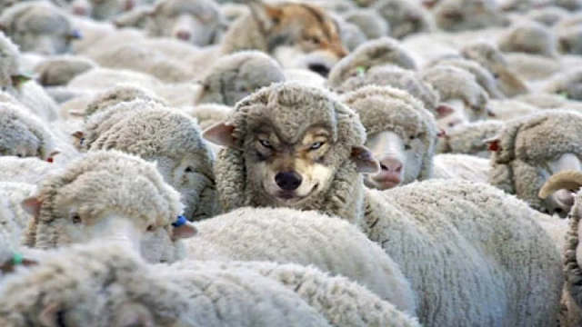 Wolves in sheep's clothing.