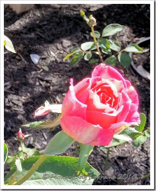 10-22-rose2