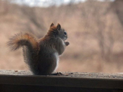 red squirrel