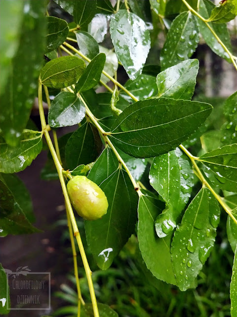 Głożyna pospolita (Ziziphus jujube), inaczej jujube, chiński daktyl, chinese red date. Uprawa w Polsce i Chinach, opis, uprawa, hodowla, owoce, kwiaty, występowanie, pochodzenie, historia, pokrój, podlewanie, uprawa i hodowla w gruncie, z nasion, jak pielęgnować, jaka temperatura, warunki i gleba?