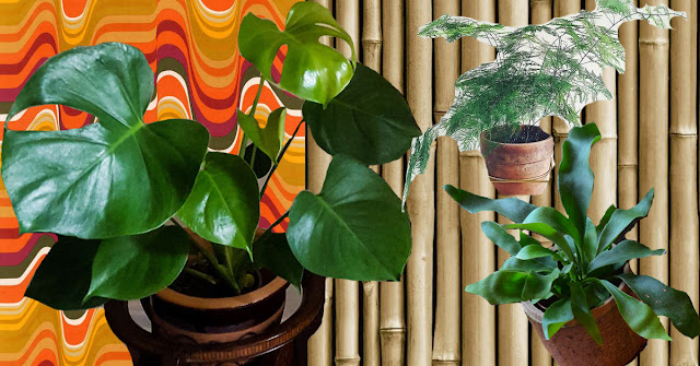 Plants on a patterned background