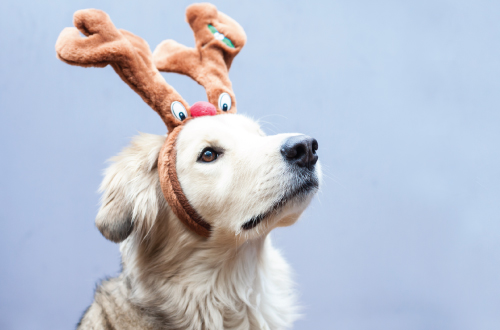 dog wearing reindeer ears