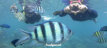 aktivitas wisata snorkeling pulau pari