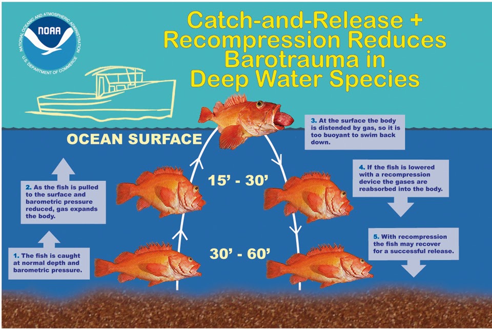 ED-1/SG160: Barotrauma and Successful Release of Fish Caught in