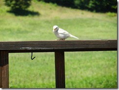 White bird 011