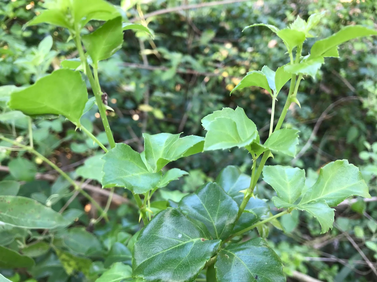 新/马草药自然医学: 苦粒心(苦刺)民俗疗法中，用于缓解风湿疼痛,感冒发烧及咳嗽. Health benefits 