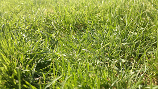 green grass after rain