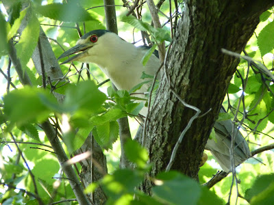 black-crowned night heron in tree