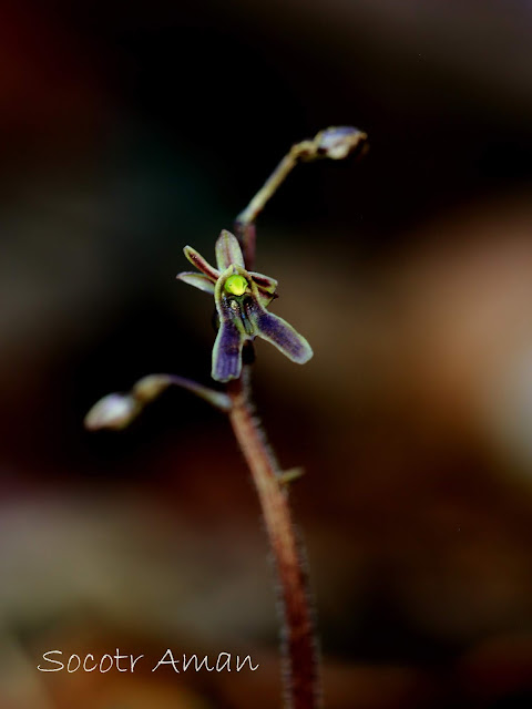 Neottia japonica