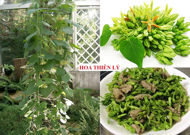 CÂY RAU LÀM THUỐC - HOA THIÊN LÝ - Telosma cordata