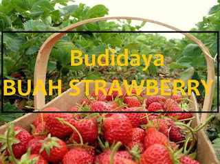 Untuk tanam buah Strawberry memang bukanlah hal yang gampang alasannya yaitu strawberry harus di perha Syarat Untuk Menanam Buah Strawberry Agar Berhasil [100%]