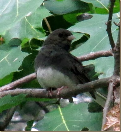 male junco on branch