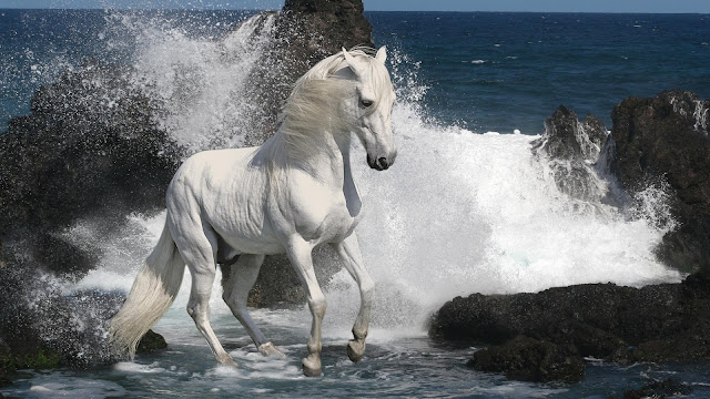 White Horse In The Ocean Waves HD Wallpaper