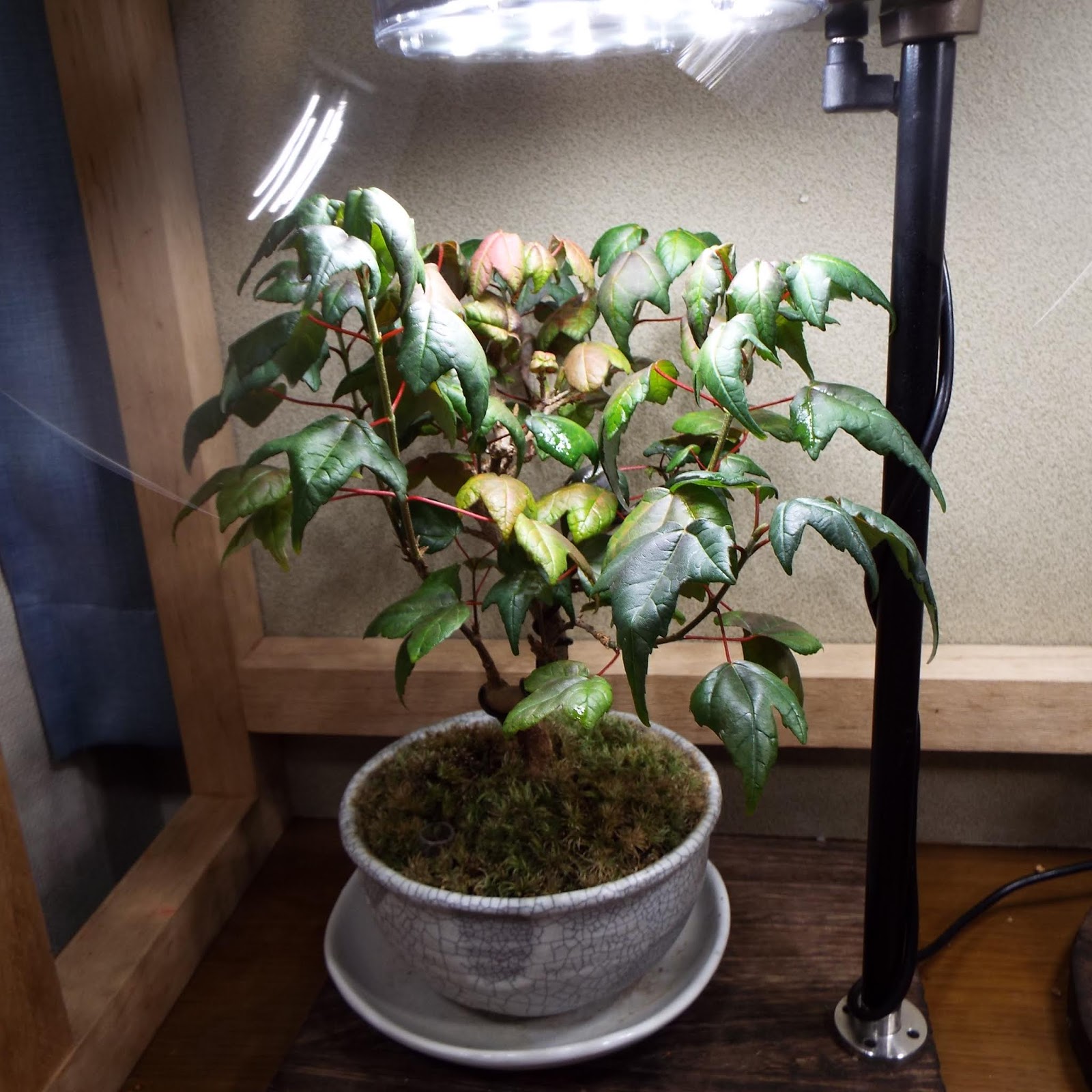 風薫盆栽の部屋 盆栽 室内で育てている唐カエデの春の生長状況です ずいぶん大きくなりました