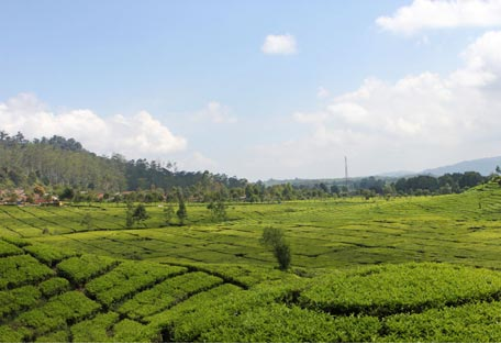 Pemandangan perkebunan teh rancabali ciwidey  indah