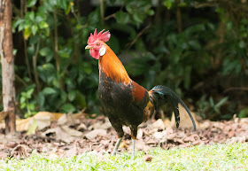 Red Junglefowl - Singapore Botanic Gardens