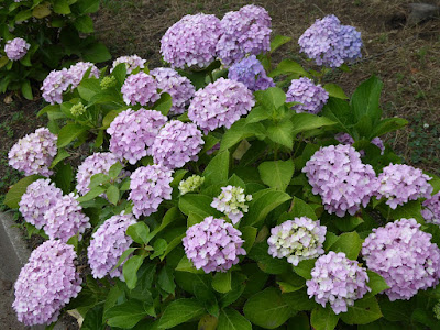 門真市・弁天池公園 アジサイ