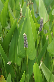 Pontédérie à feuilles lancéolées - Pontederia lanceolata