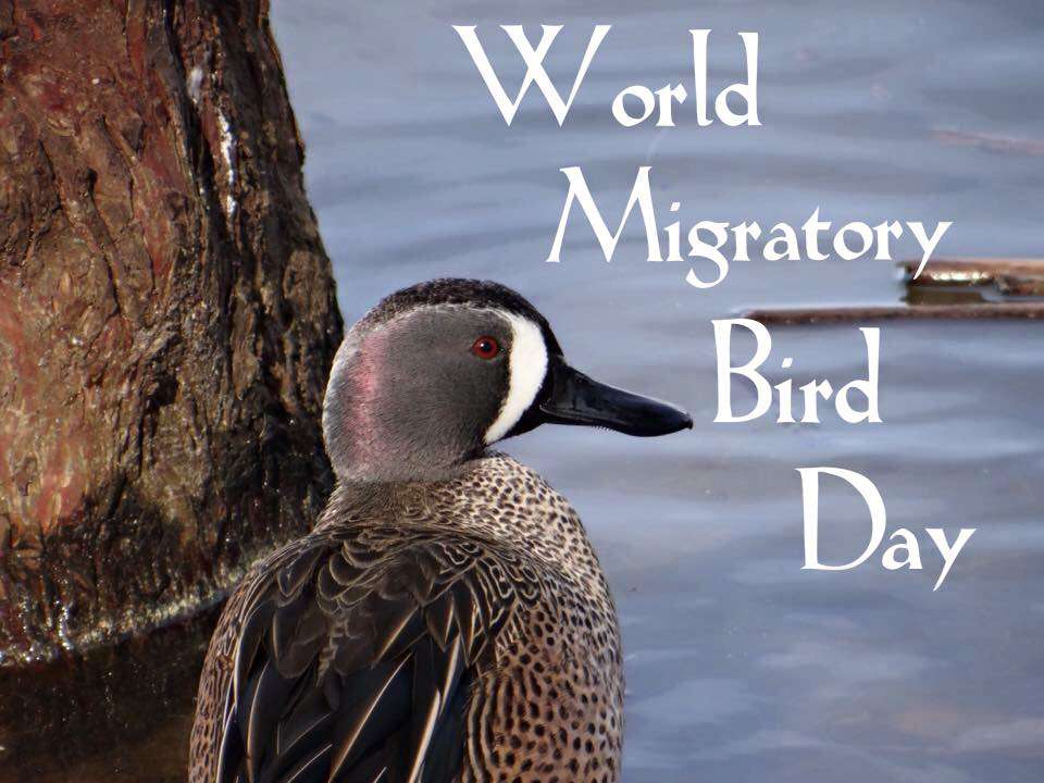 World Migratory Bird Day Wishes Images
