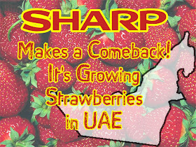 Sharp makes a comeback! It's growing strawberries in UAE